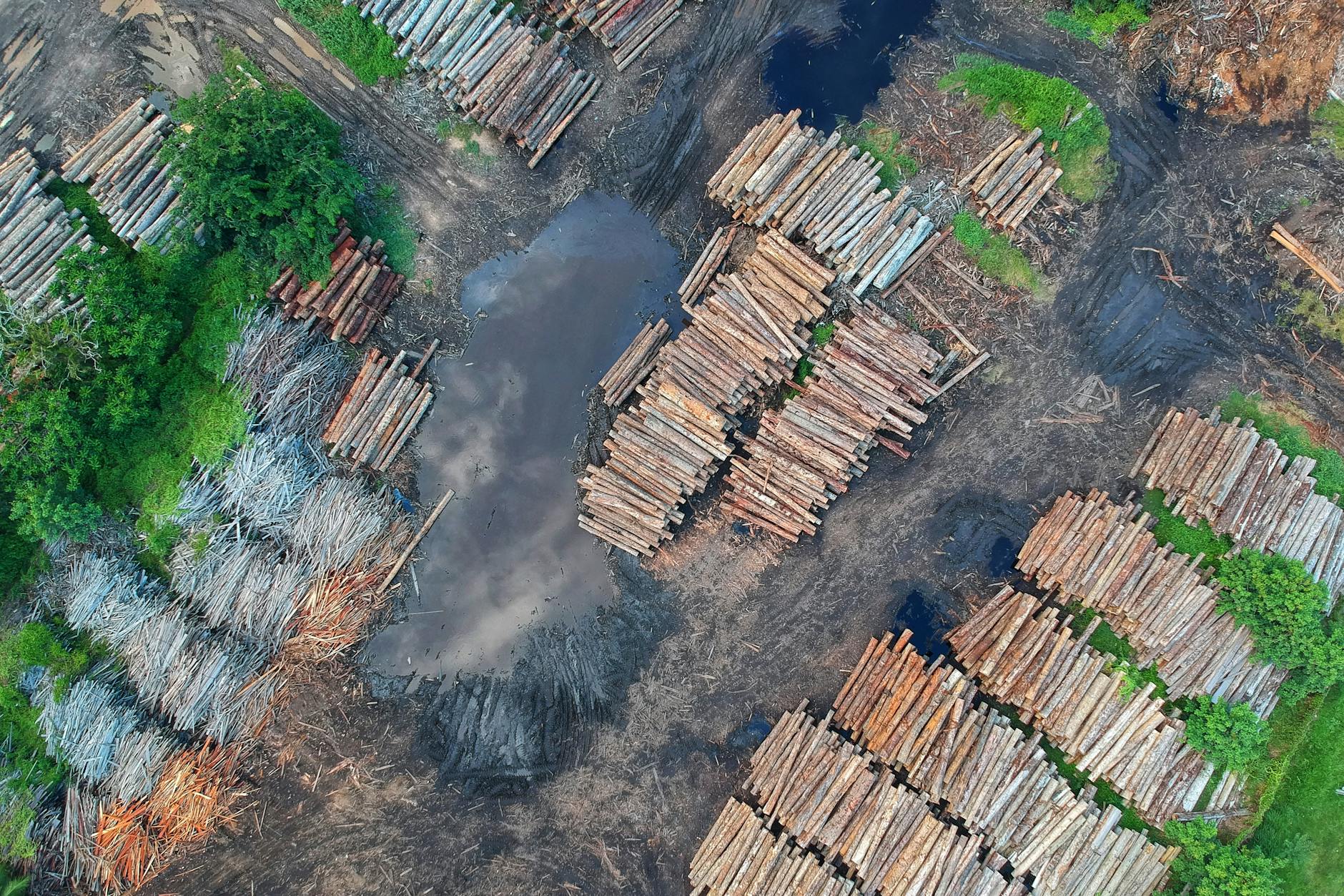 Brazil's Amazon deforestation gains face election, funding risks - LatinFinance